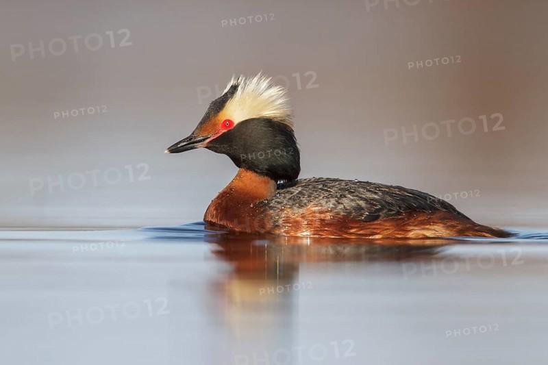 Horned Grebe (Podiceps auritus) in a pond in the tundra near Churchill, Manitoba, Canada