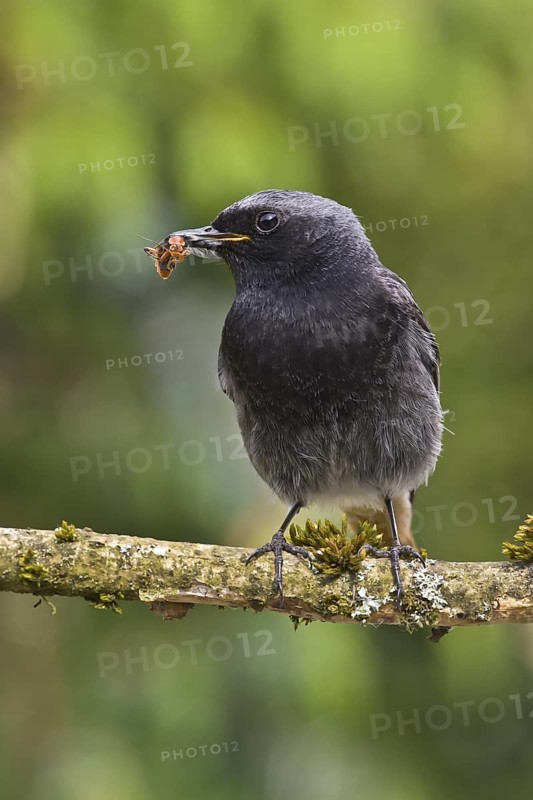 Black Redstart (Phoenicurus ochruros) male with insect prey in beak to feed chicks, Bavaria, Germany
