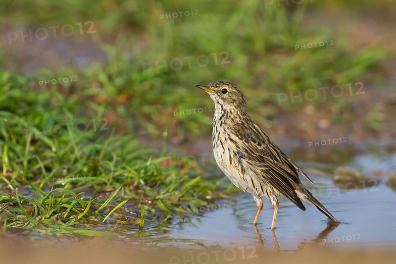 Meadow Pipit - Wiesenpieper - Anthus pratensis ssp. pratensis, Morocco