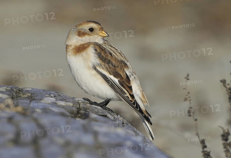 Snow Bunting (Plectrophenax nivalis), British Columbia, Canada