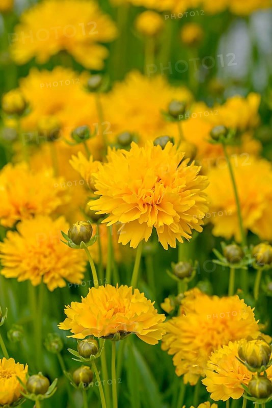 Girl's eye (Coreopsis grandiflora 'Sunray'), Merkel family, Germany