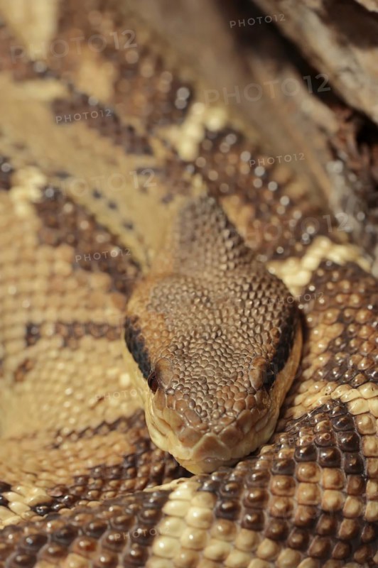 Central American bushmaster or Central American bushmaster (Lachesis stenophrys), captive, occurrence in Central America