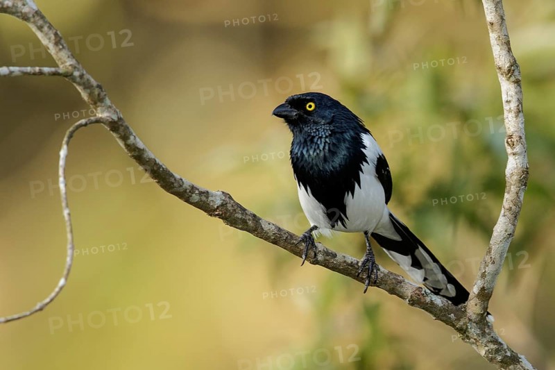 Magpie Tanager (Cissopis leverianus) perched on a branch in the Atlantic Rainforest Region of Brazil
