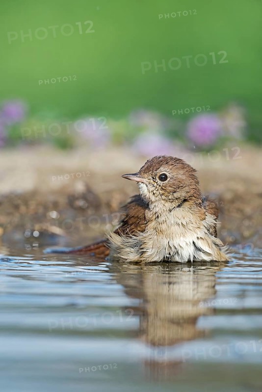 Common Nightingale (Luscinia megarhynchos) bathing in waterhole, Aosta Valley, Italy