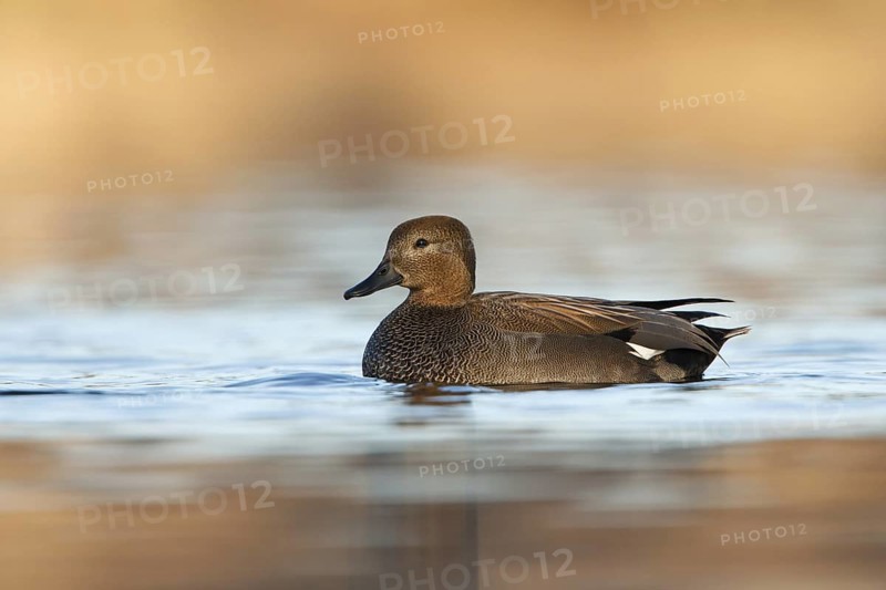 Gadwall (Mareca strepera), Utrecht, Netherlands