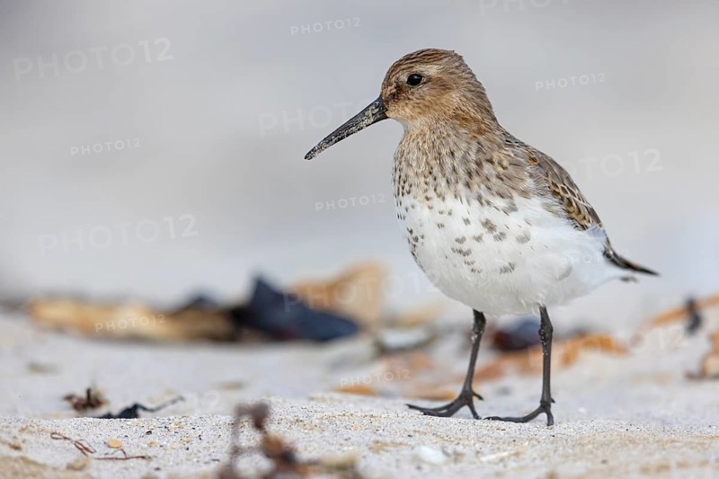 Animal, Animals, Bird, Birds, dunlin (Calidris alpina), Snipe bird, Heligoland, Schleswig-Holstein, Federal Republic of Germany
