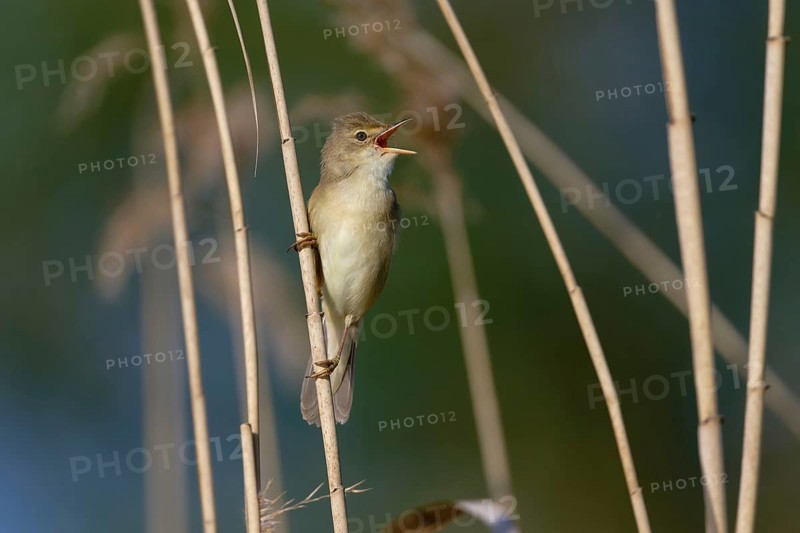 Marsh Warbler (Acrocephalus palustris) singing, Saxony, Germany