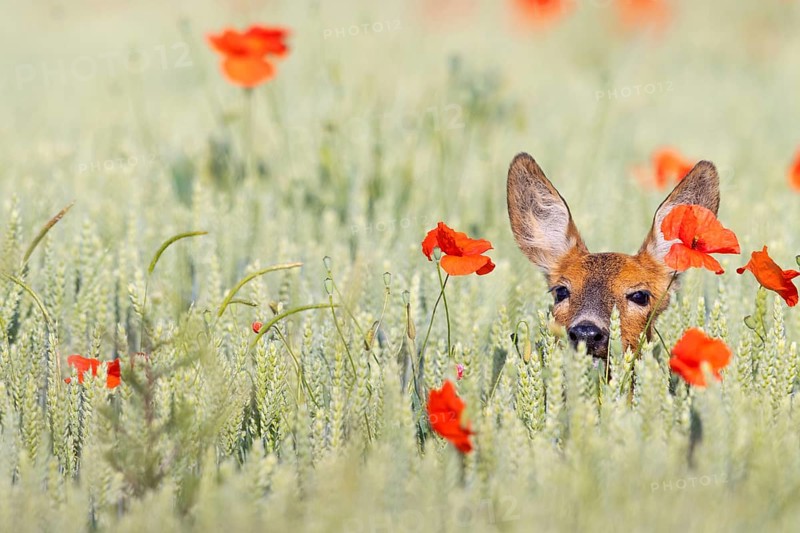 Roe deer, European roe deer, (Capreolus capreolus), hiding in a grain field, portrait, Hockenheim, Baden-Württemberg, Federal Republic of Germany