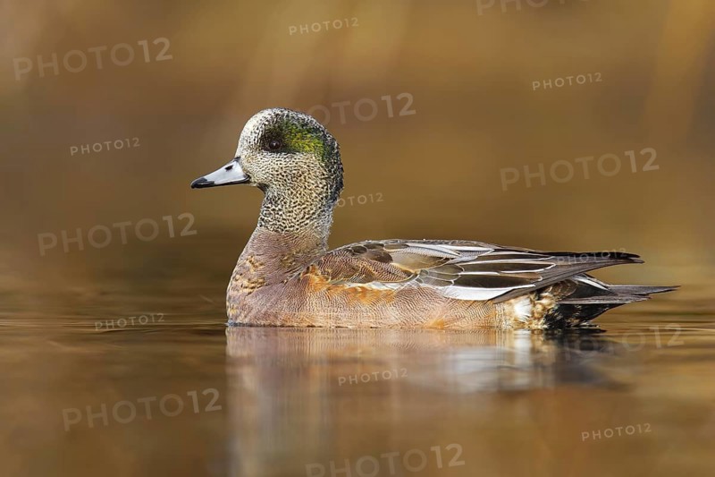 American Wigeon (Mareca americana) juvenile male, British Columbia, Canada