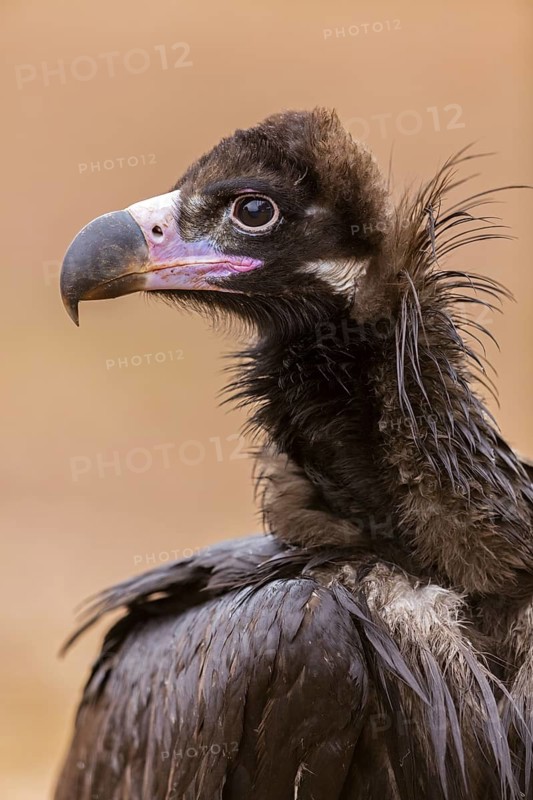 Cinereous Vulture, (Cinereous Vulture, Aegypius monachus), Animals, Birds, Sierra de San Pedro, Herreruela, Extremadura, Spain