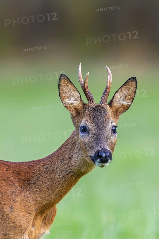 Curious European roe deer (Capreolus capreolus) young buck, male foraging in grassland at forest edge in summer