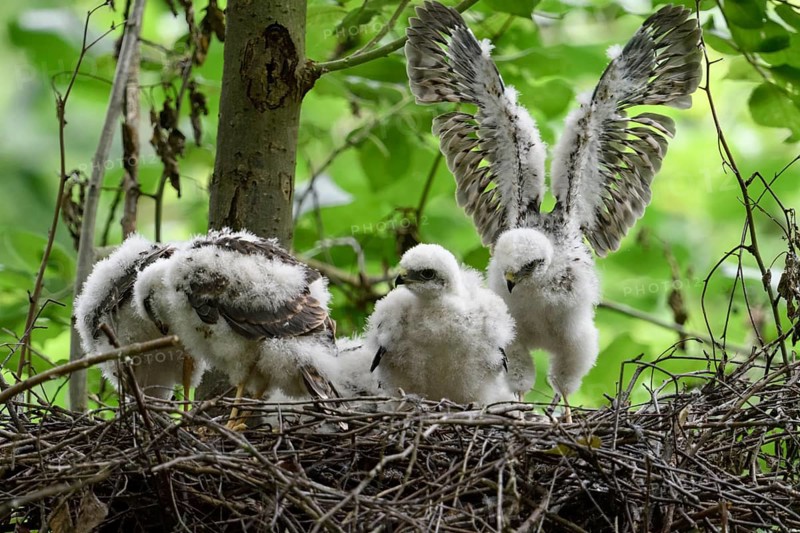 Eurasian Sparrowhawk (Accipiter nisus) chicks in nest, North Rhine-Westphalia, Germany