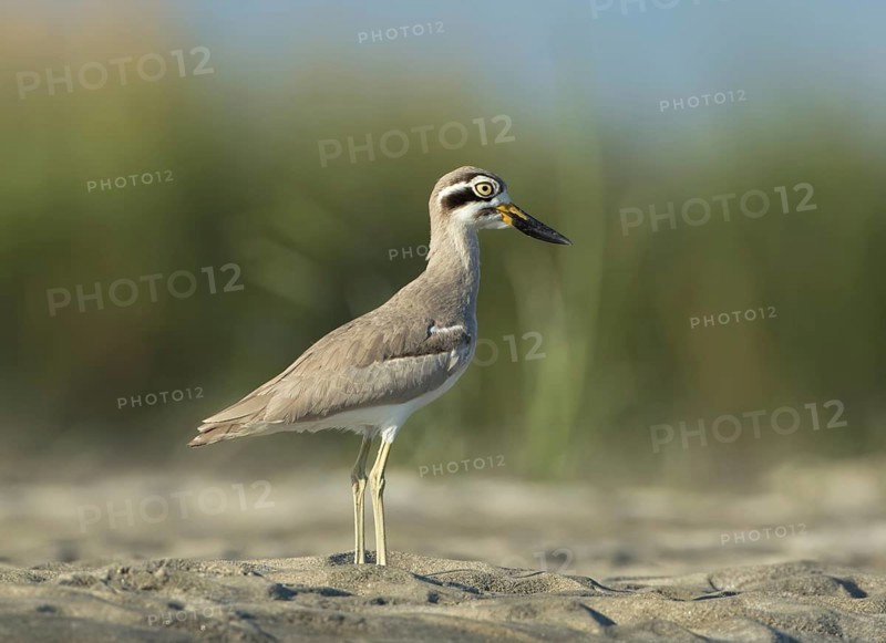 Great Stone-curlew (Esacus recurvirostris) perched on the ground, West Bengal, India
