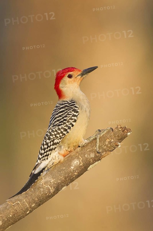 Red-bellied Woodpecker (Melanerpes carolinus), Florida, USA