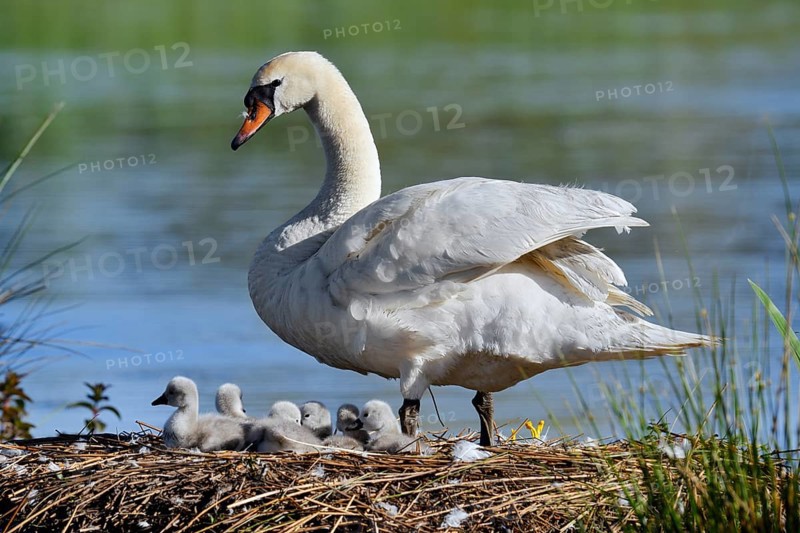 Mute swan (Cygnus olor) with chicks on the nest, North Rhine-Westphalia, Germany