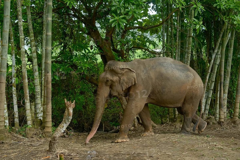 Asian elephant navigating through a dense bamboo forest in Thailand. The scene captures the majestic creature in its natural habitat, surrounded by vibrant greenery