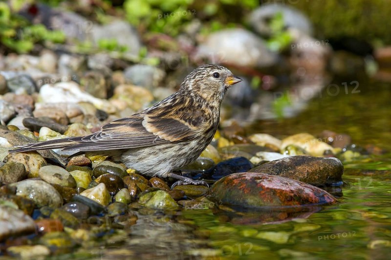 Birkenzeisig - Jungvogel am Bach
