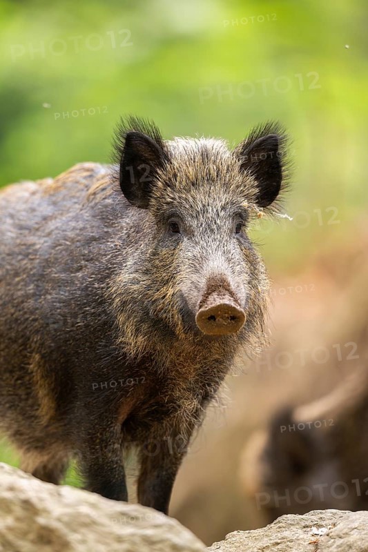 Wild boar (Sus scrofa) standing in a forest, Bavaria, Germany