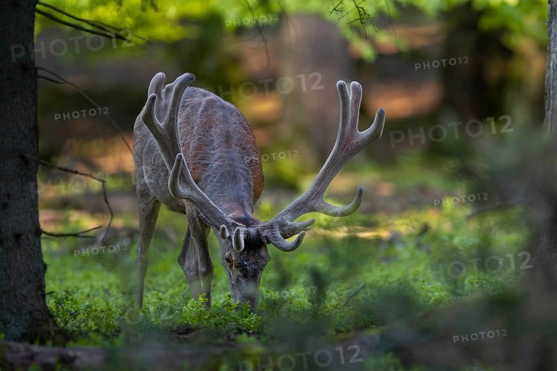 The red deer (Cervus elaphus) savours the fresh shoots of the bilberry, the silvery dots on its forehead are the omnipresent flies, red deer, velvet antlers, spring, change of coat, Germany
