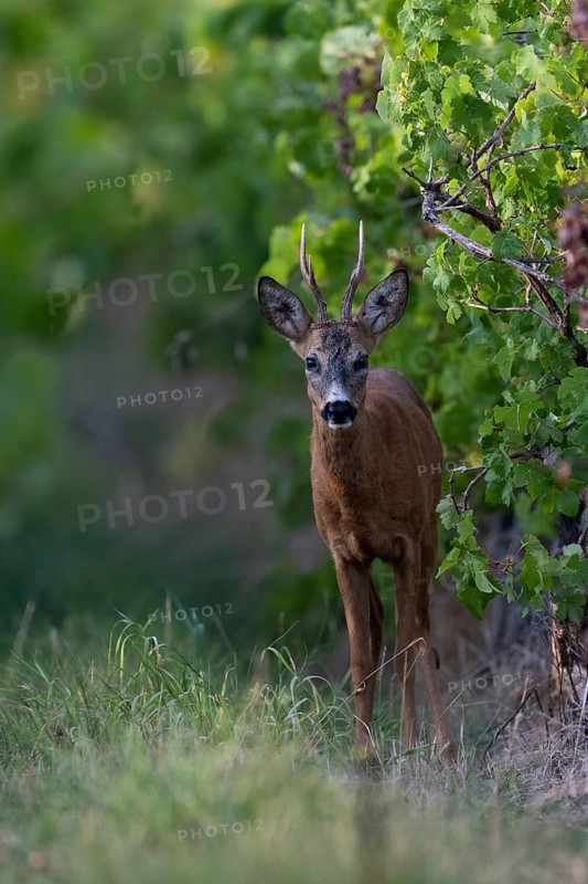 Roebuck in summer, Wittlich, Rhineland-Palatinate, Germany