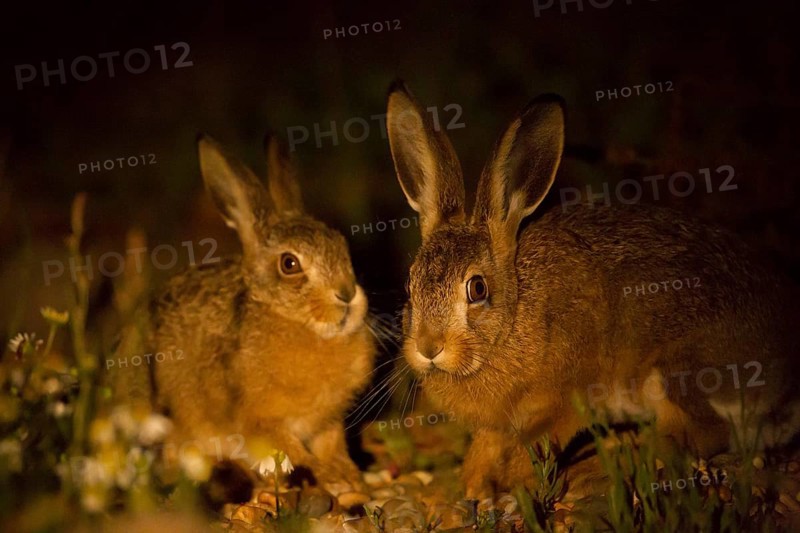 European brown hare (Lepus europaeus) juvenile leveret baby animal with their parent mother in grassland at night in summer, Suffolk, England, United Kingdom