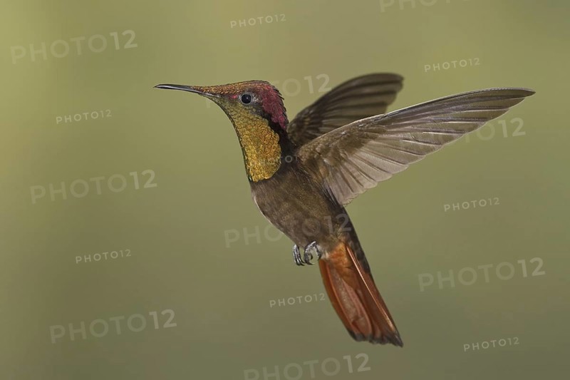 Ruby-topaz Hummingbird (Chrysolampis mosquitus), Trinidad and Tobago