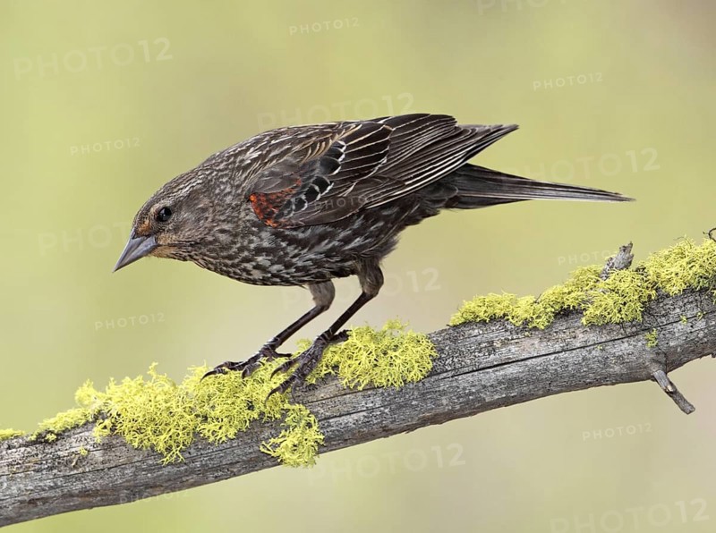 Red-winged Blackbird (Agelaius phoeniceus) female, British Columbia, Canada