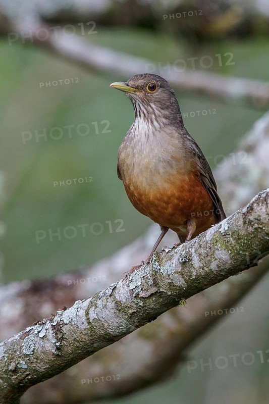 Rufous-bellied Thrush (Turdus rufiventris) perched on a branch in the Atlantic rainforest of southeast Brazil