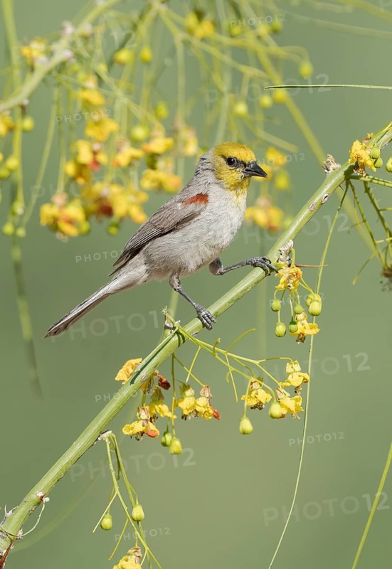Verdin (Auriparus flaviceps) perched on a flowering branch, Arizona, USA