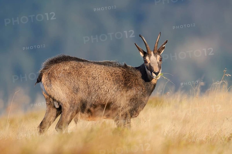 Chamois (Rupicapra rupicapra) in autumn, Vosges, France