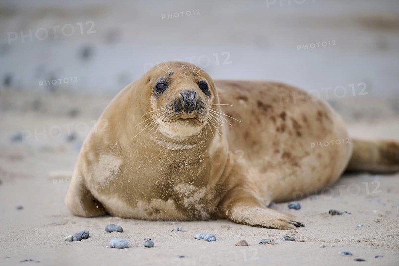 Grey seal (Halichoerus grypus) lying on the beach, Düne, Helgoland, Schleswig-Holstein, Germany