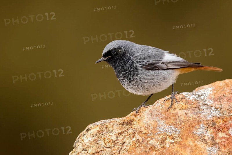 Black Redstart (Phoenicurus ochruros) male perched on a rock, Aragon, Spain