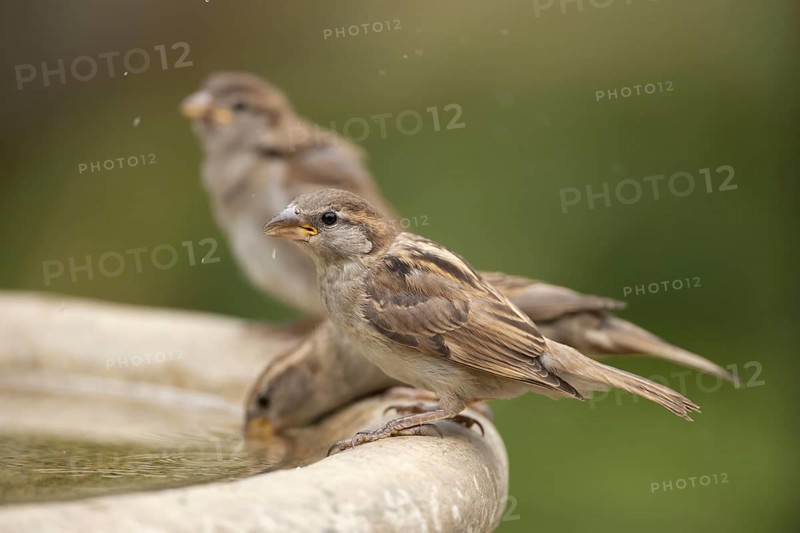 House sparrow (Passer domesticus) three adult male garden birds drinking on a bird bath in summer, Suffolk, England, United Kingdom