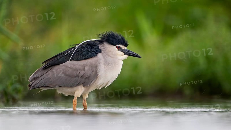 Black-crowned Night Heron (Nycticorax nycticorax), Hungary
