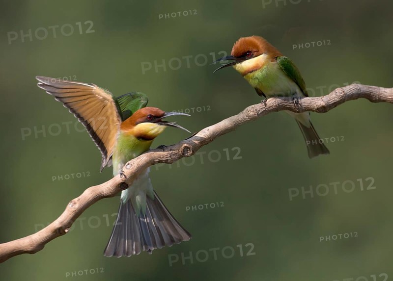 Chestnut-headed Bee-eater (Merops leschenaulti) disputing, perched on a branch, Penang, Malaysia