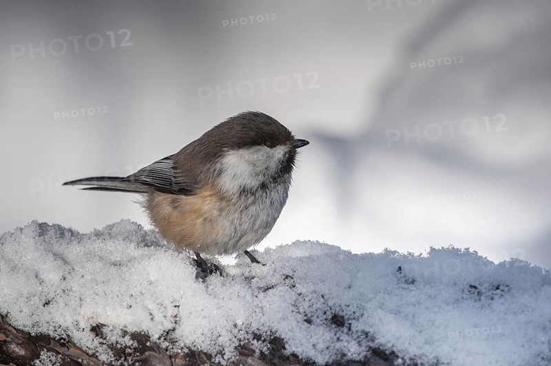 Grey-headed Chickadee (Poecile cinctus), Finnmark, Norway