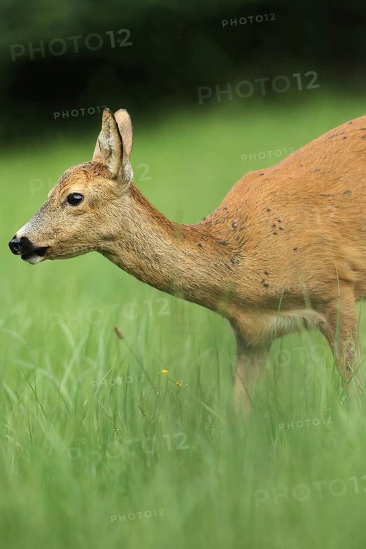 European roe deer (Capreolus capreolus) plagued by flies in the meadow, Allgäu, Bavaria, Germany