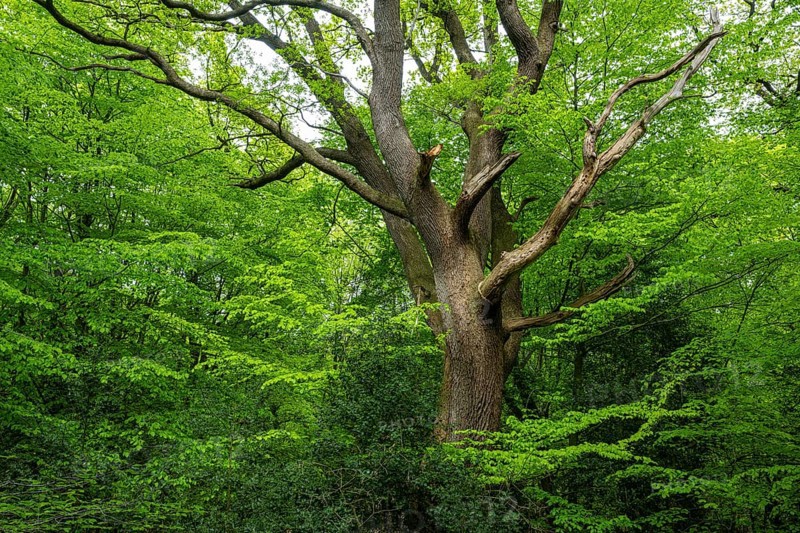 Spring in the Baumweg jungle, Emstek, Lower Saxony, Germany