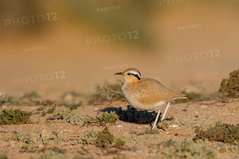 Cream-colored Courser (Cursorius cursor), Fuerteventura, Spain