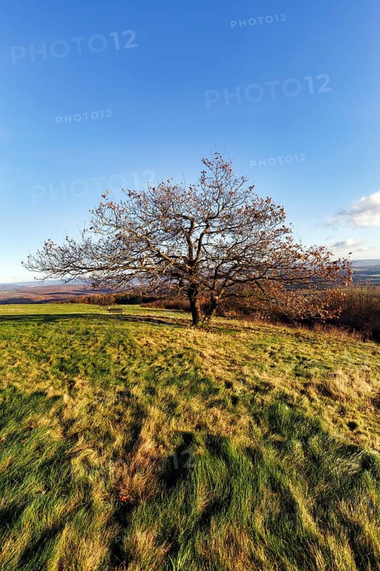 Oak (Quercus) with autumn-coloured leaves, solitary oak on a mountain top, Köterberg, Lügde, Weserbergland, North Rhine-Westphalia, Germany