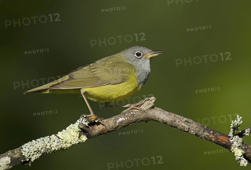 Connecticut Warbler (Oporornis agilis), Wisconsin, USA