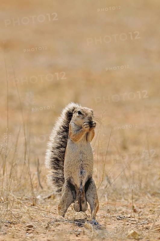 Male Cape Ground Squirrel (Xerus Inauris) eating, Etosha National Park, Namibia