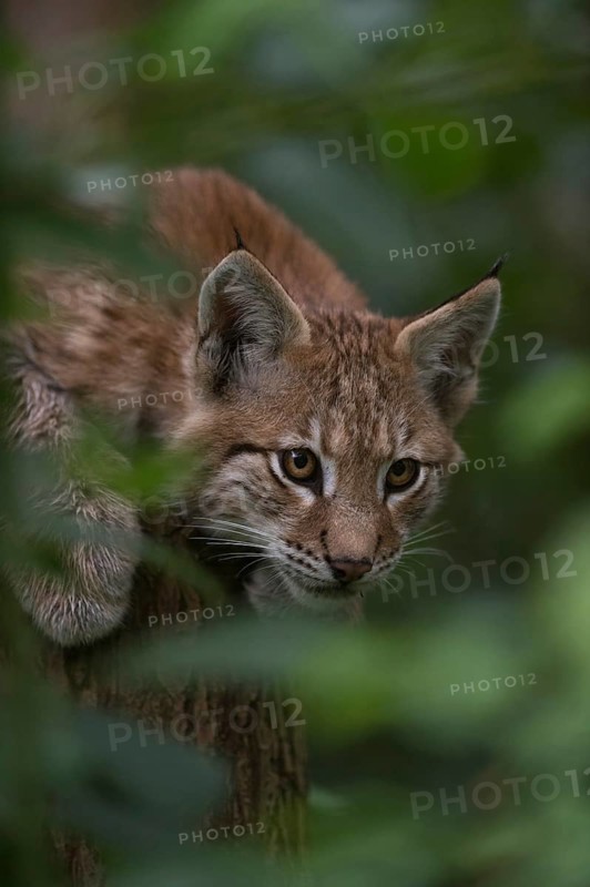 Eurasian Lynx (Lynx lynx) immature hiding in tree, North Rhine-Westphalia, Germany