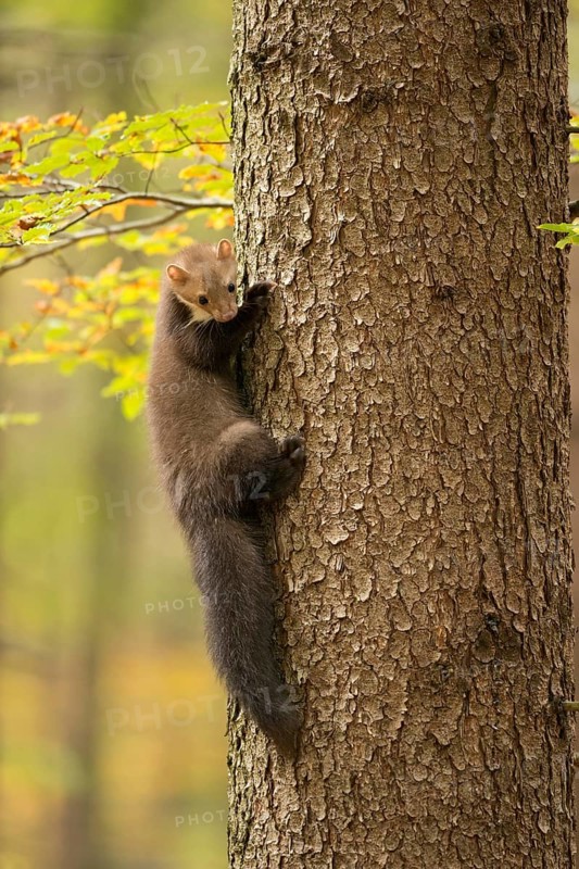 Beech Marten (Martes foina) climbing in tree, North Rhine-Westphalia, Germany
