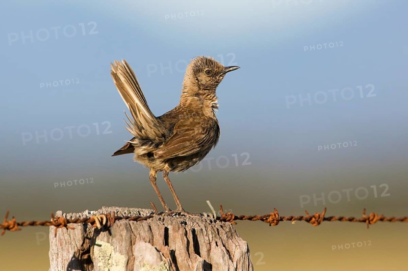 Brown Songlark (Megalurus cruralis) male perched on a barbed wire fence, Victoria, Australia