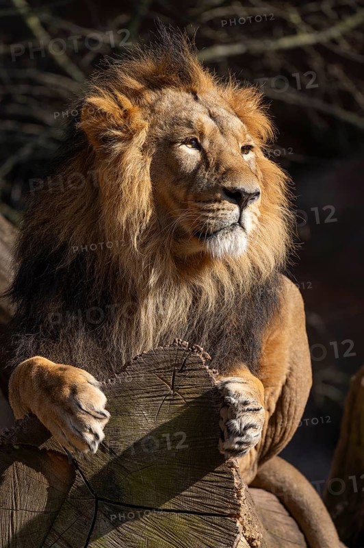 Asiatic Lion (Panthera leo persica), male lying on a tree trunk and looking attentively, occurring in India, captive