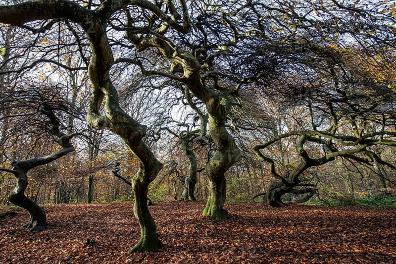 Süntelbuchen (Fagus sylvatica), cripple beeches, Hexenwald, Semper Forest Park, near Lietzow, Rügen, Mecklenburg-Western Pomerania, Germany