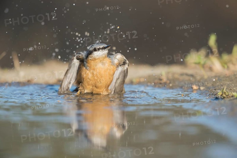 Eurasian Nuthatch (Sitta europaea) bathing, Aosta Valley, Italy