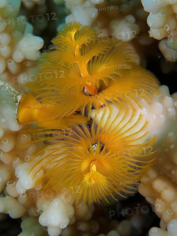 Christmas tree worm (Spirobranchus giganteus)