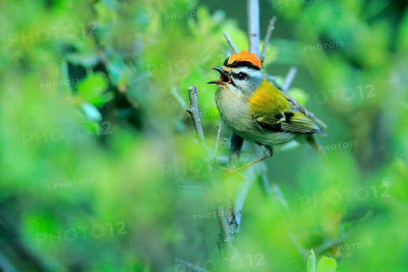 Common Firecrest (Regulus ignicapilla) male singing, Andalusia, Spain